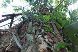 Sợ trộm, cây sưa trăm tỷ đồng ở Chương Mỹ sẽ được chặt hạ trước Tết