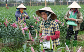 Video: Thời tiết thất thường, nông dân Tây Tựu chán nản bán hoa ly nở sớm