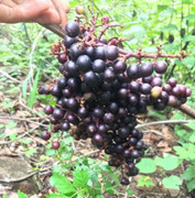 Mãn nhãn với chùm nho rừng gần 600 quả ở Ninh Thuận