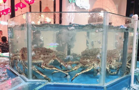 Vua của những loài cua lần đầu xuất hiện ở Huế