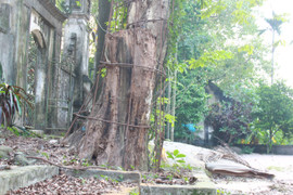 Chuyên gia nhận định giá trị của cây sưa trăm tuổi sắp được chặt bán ở Chương Mỹ, Hà Nội