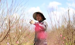 Hoa đào Nhật Tân 3 màu độc lạ đắt khách ở Tây Nguyên