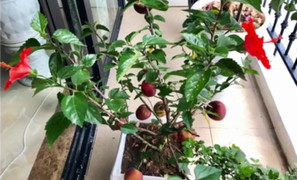 Cây táo nở hoa... dâm bụt khiến khách hàng hoang mang