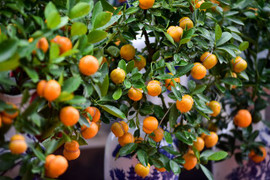 Video: Nông dân Hưng Yên hốt bạc nhờ quất Tết có quả hình hồ lô