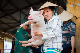 Phiên chợ độc nhất vô nhị ở Việt Nam, phụ nữ bế heo như bế con