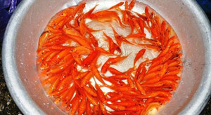 Cách chọn cá chép cho lễ cúng ông Công ông Táo