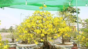 Giáp Tết Nguyên đán, hoa mai nửa tỷ đồng ồ ạt xuống phố