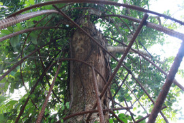 Hôm nay, cây sưa trăm tỷ đồng ở Hà Nội sẽ được chặt hạ