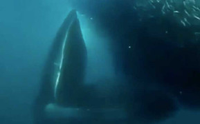 Video: Cá voi xanh nuốt chửng đàn cá khổng lồ