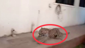 Clip: Báo đốm điên cuồng xông vào khu dân cư cắn người