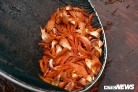 Giá cá chép đỏ giảm mạnh trước ngày ông Táo về trời