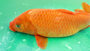 Những người mắc bệnh này không nên ăn cá chép