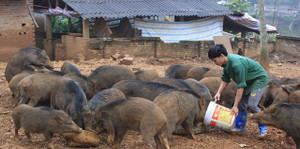 Video: Ngắm đàn lợn rừng của thanh niên Hà Nội cho thu nhập hàng trăm triệu đồng mỗi lứa