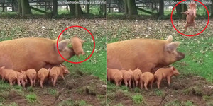 Phì cười clip lợn mẹ nổi đóa hất lợn con bay lên trời