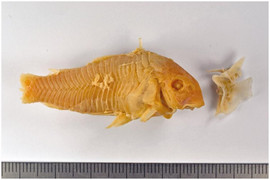 Chơi dại nuốt cá trê vào bụng, nam thanh niên nhập viện khẩn cấp