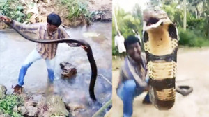 Clip: Nghẹt thở xem người đàn ông bắt hổ mang chúa khổng lồ dưới suối