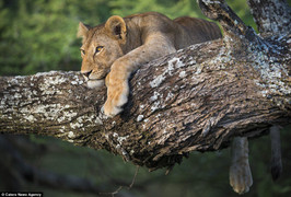 Sư tử đực mắc kẹt trên ngọn cây, bạn tình đứng dưới 'hóng'