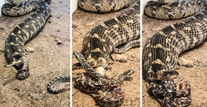 Video: Rắn mẹ quằn quại đẻ liền lúc 57 con