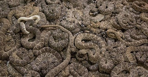 Hòn đảo chỉ 1km2 nhưng là hang ổ của 20.000 con rắn cực độc