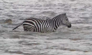 Video: Ngựa vằn bị đàn cá sấu xâu xé khi đang cố vượt sông