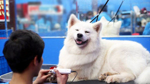 Giá đắt đỏ, dịch vụ chăm thú cưng vẫn hút khách dịp Tết