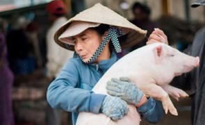 Ảnh: Tới Quảng Nam xem chị em bồng heo, nựng heo ở chợ Bà Rén