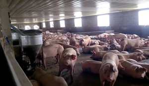 Thủ phủ nuôi heo ở Đồng Nai nóng lòng chờ Tết, kỳ vọng vào năm 2019