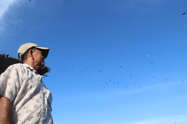 Lão nông ở Vĩnh Long hy sinh hàng trăm triệu đồng/năm cưu mang nghìn con vạc