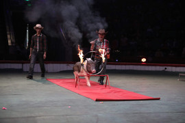 Video: Tròn mắt xem những chú lợn Móng Cái vượt vòng lửa