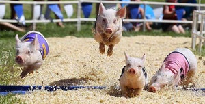 Kỳ lạ cuộc đua lợn vượt chướng ngại vật ở Trung Quốc