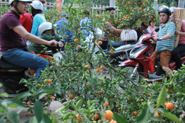 Tiểu thương thẳng tay vứt bỏ quất cảnh trong chiều 30 Tết