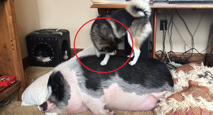 Clip: Chó cố đánh thức lợn để 'bàn giao nhiệm kỳ'