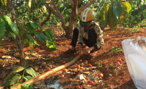 Điều chín rộ đúng Tết Kỷ Hợi, nông dân Gia Lai buồn vui lẫn lộn