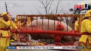 Lợn khổng lồ nặng gần 1 tấn, 24 người khiêng mới xuể