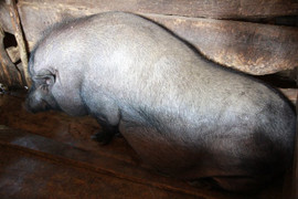 Chuyện lạ về giống lợn đeo gông, to như con bò ở Mù Cang Chải