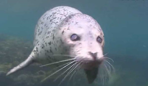 Video: Hải cẩu mù hai mắt quyết không đầu hàng 'thần chết'