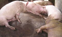 Chuyện ly kỳ về nghĩa địa heo quái thai ở Sóc Trăng