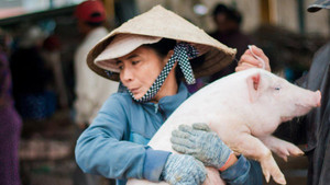 Thích thú với nghề 'bồng heo' độc nhất vô nhị ở Quảng Nam