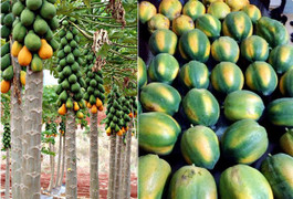 Trồng đu đủ 4 mùa, thu lãi 50 triệu đồng/tháng