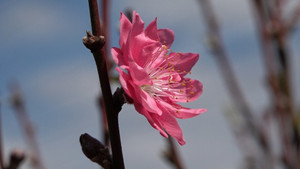 Mùng 4 Tết: Hà Nội nhiệt độ tăng cao nhất 31 độ C