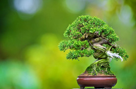 Trộm lẻn vào vườn bonsai 5.000 ha, trộm 7 cây quý gần 3 tỷ đồng