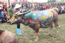 Video: Tô son điểm phấn cho trâu đi cày ở lễ hội Tịch Điền