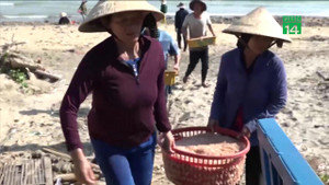 Ngư dân Quảng Ngãi trúng đậm lộc biển đầu năm