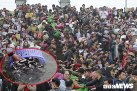 15.000 người tham gia thả 10 tấn cá xuống sông Hồng trong lễ phóng sinh lớn nhất Hà Nội