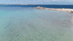 Rợn người cảnh hàng trăm con cá mập vây kín bờ biển