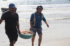 Ngư dân miền Trung trúng đậm ruốc biển, thu hàng triệu đồng/đêm