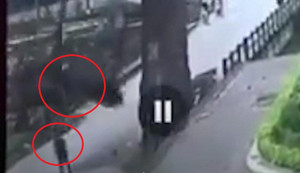 Clip: Khoảnh khắc cành cây rơi đè chết người đi bộ ở Hà Giang