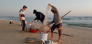 Trắng đêm cào ốc gạo, ngư dân Quảng Nam bỏ túi bạc triệu