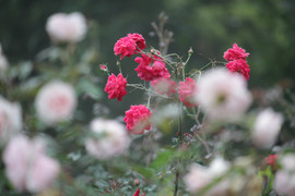 Lạc lối trong vườn hồng lớn nhất Việt Nam, một lần nở hàng triệu bông