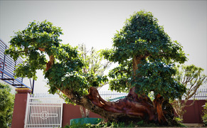 Người đàn ông phố núi sở hữu cây trắc cổ thụ trăm năm tuổi trị giá hàng tỷ đồng